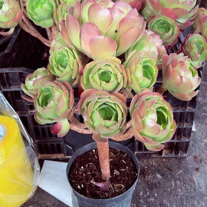 河南法师紫一物一拍