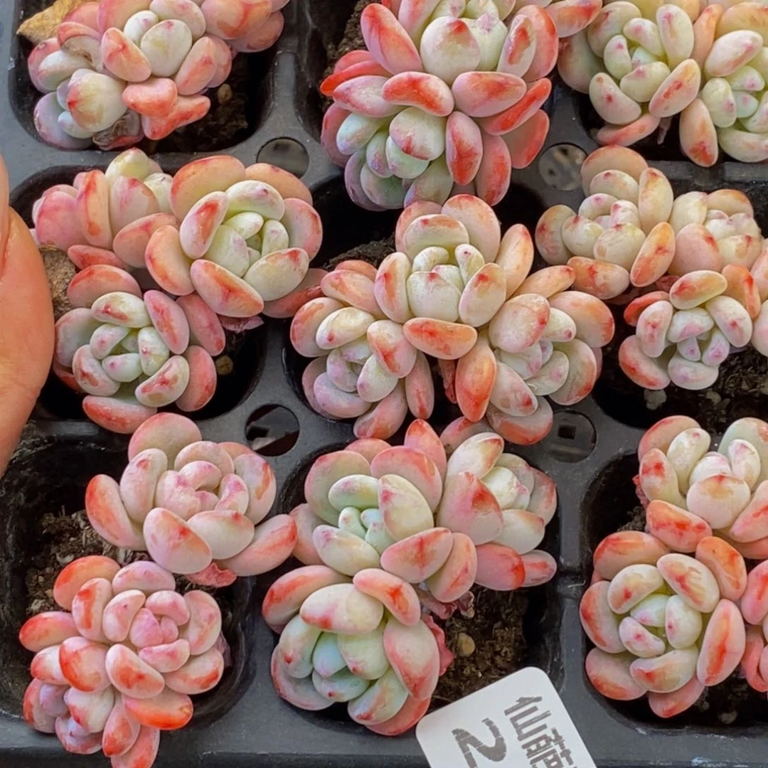 小*粉257多肉植物保护研究所所长助理