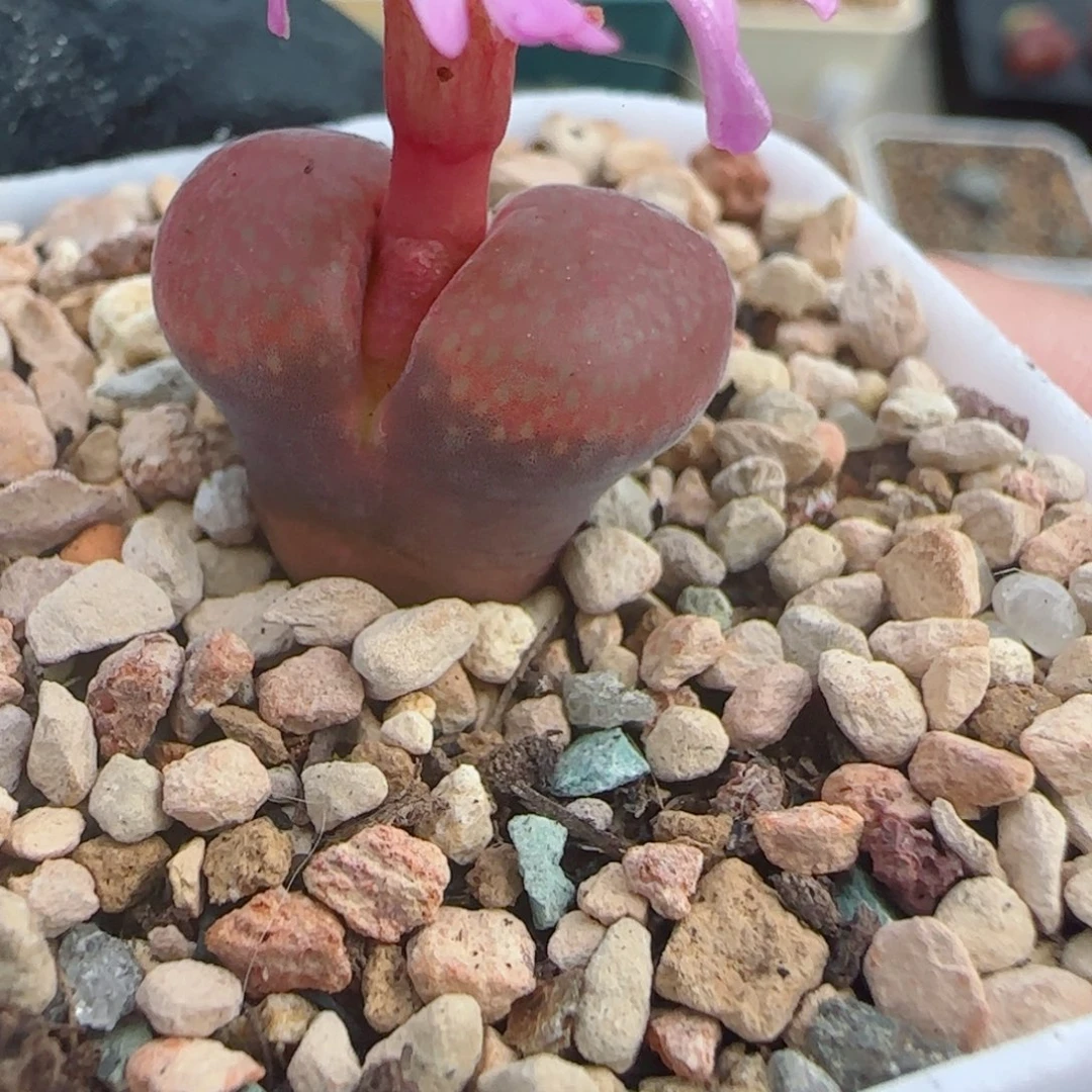 多肉植物C10SP风铃9号