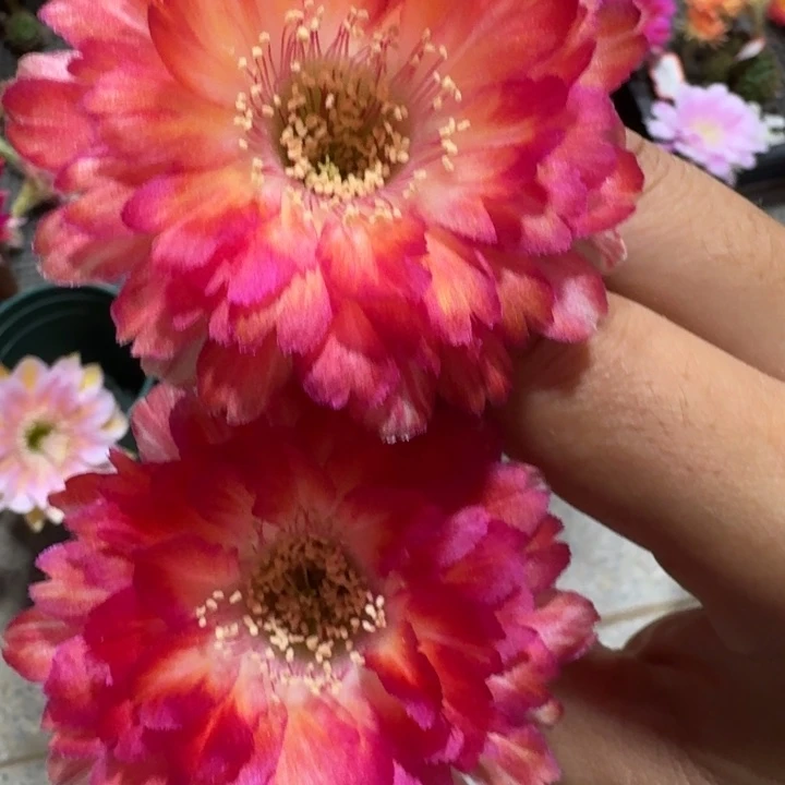 201丽花世界小姐歪2到3公分左右无根侧牙，20包邮