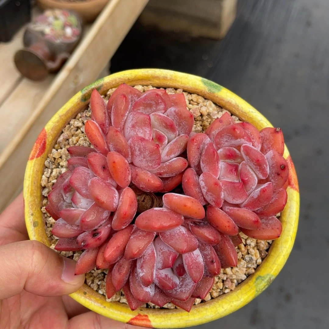 老桩梦露有砍一物一拍