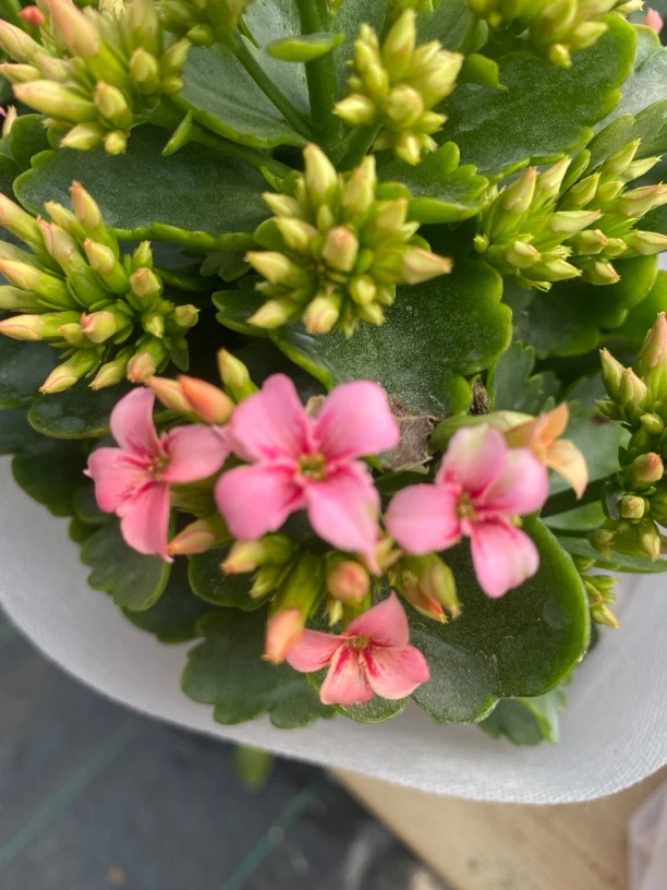 史莱克120杯～长寿花单瓣带花苞四季室内盆栽开花好养观花植物