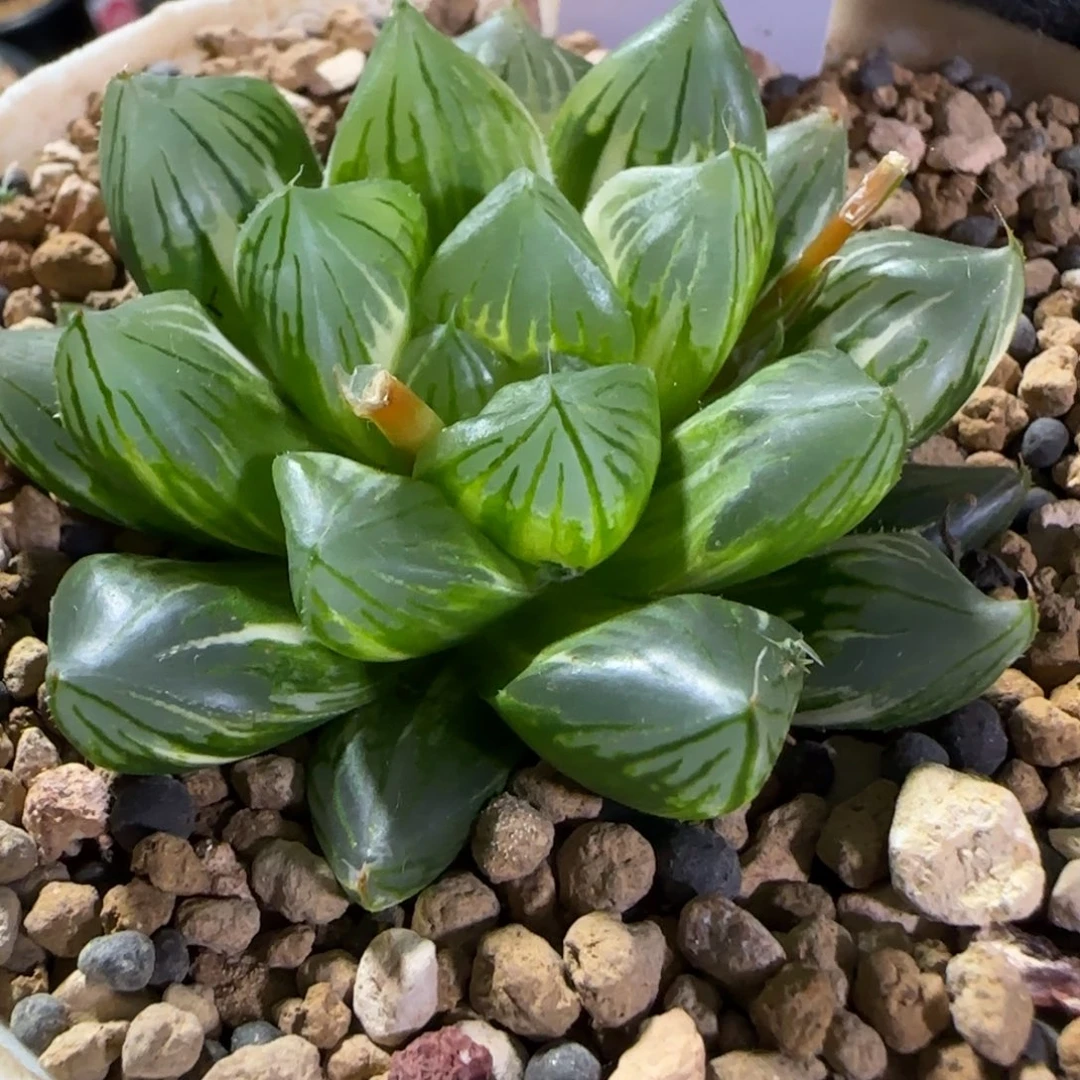 341实生玉露锦 5.8 厘米左右一物一拍带盆