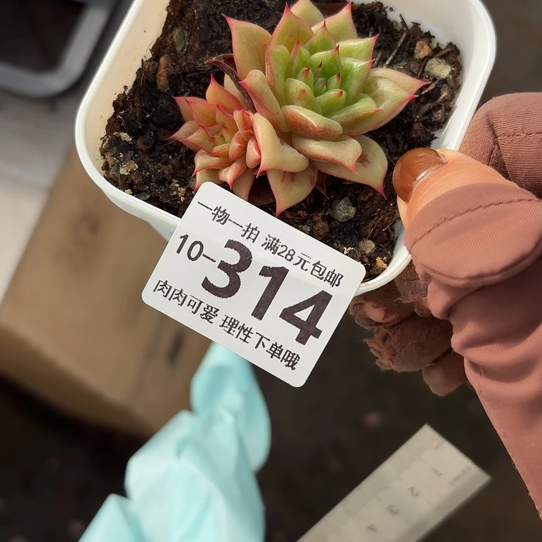 林肯无盆土发货无盆土发货无，