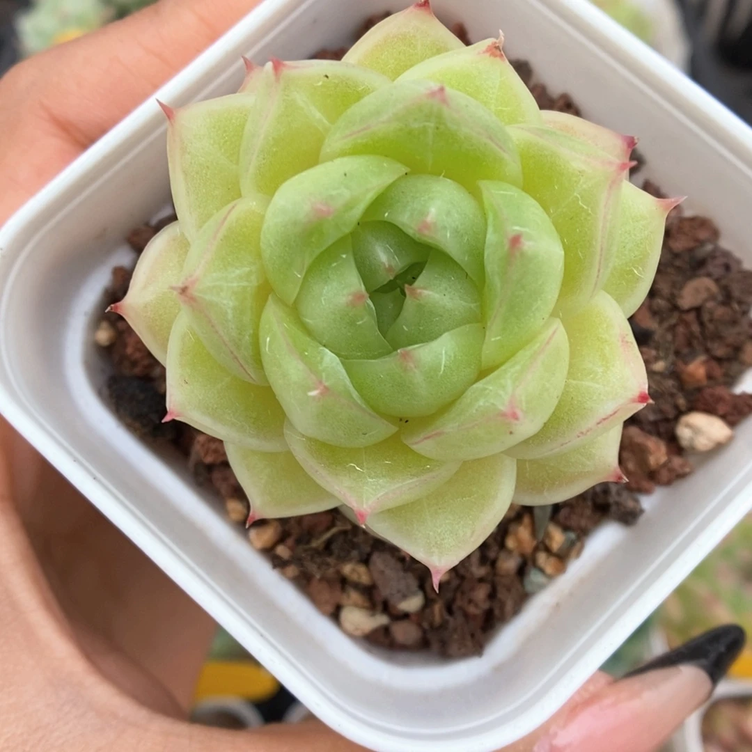 琉璃麦秆713号。