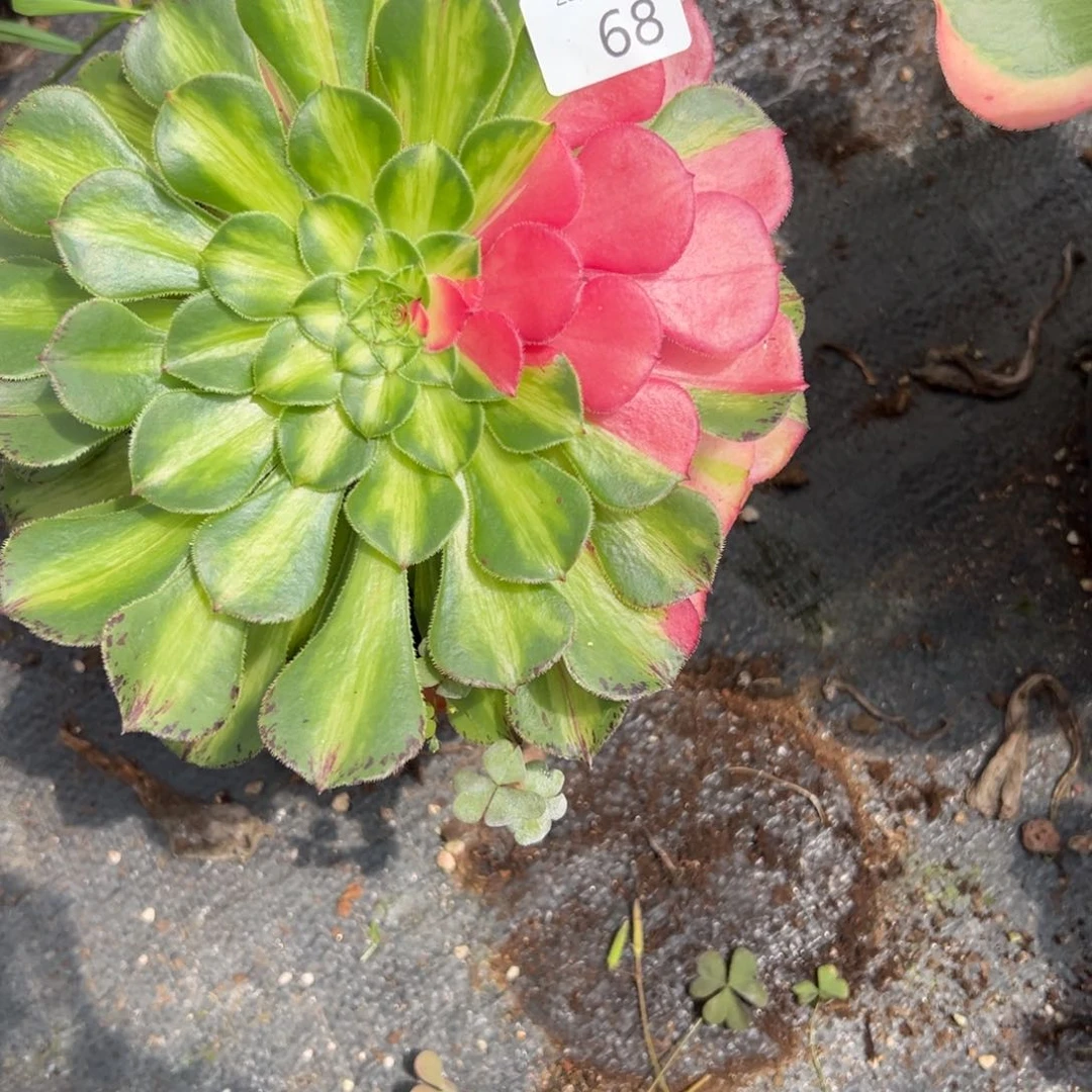 68知否多肉植物系