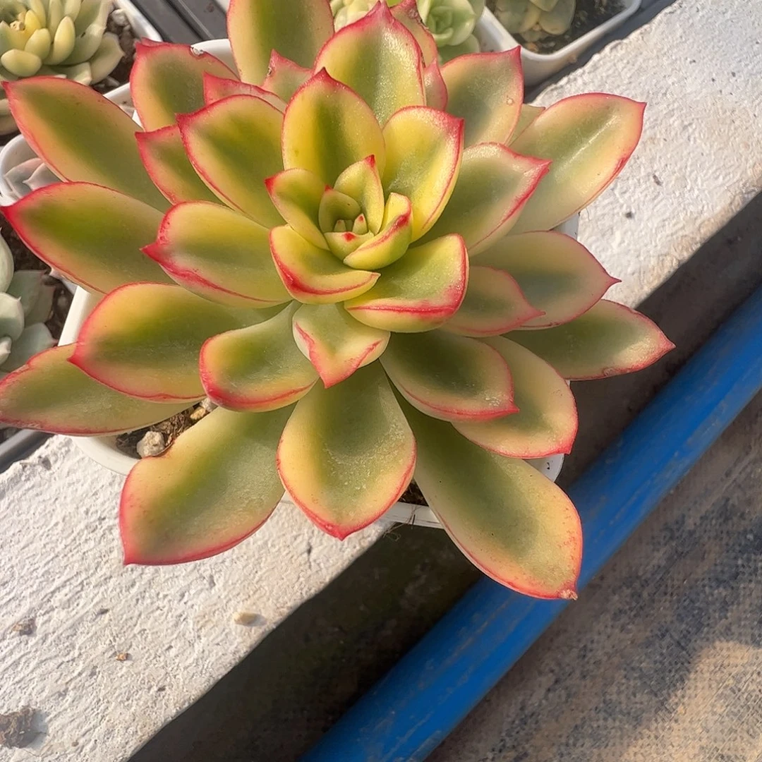 锦***s多肉植物多肉植物