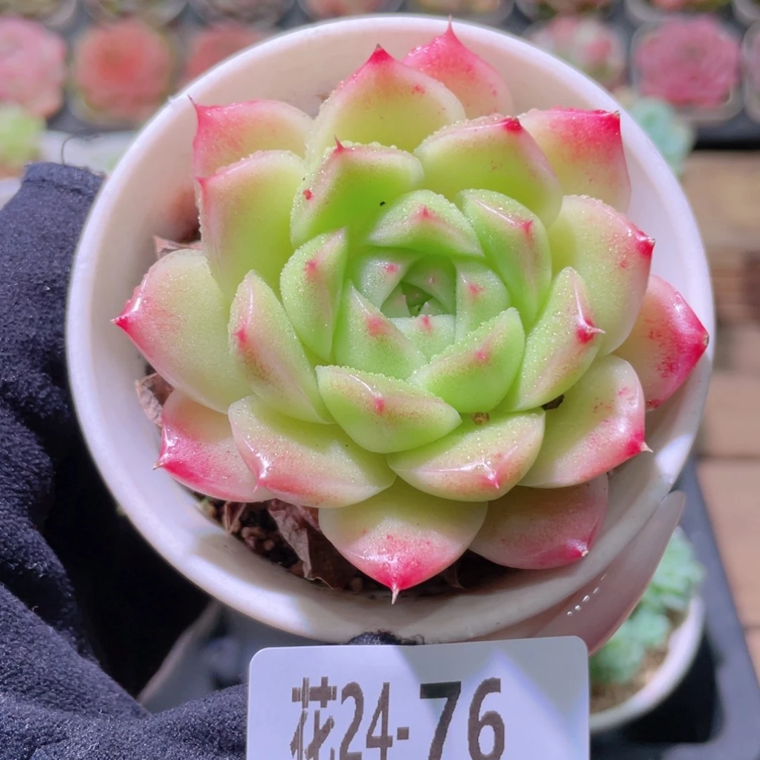 花利美24-76麦秆单头