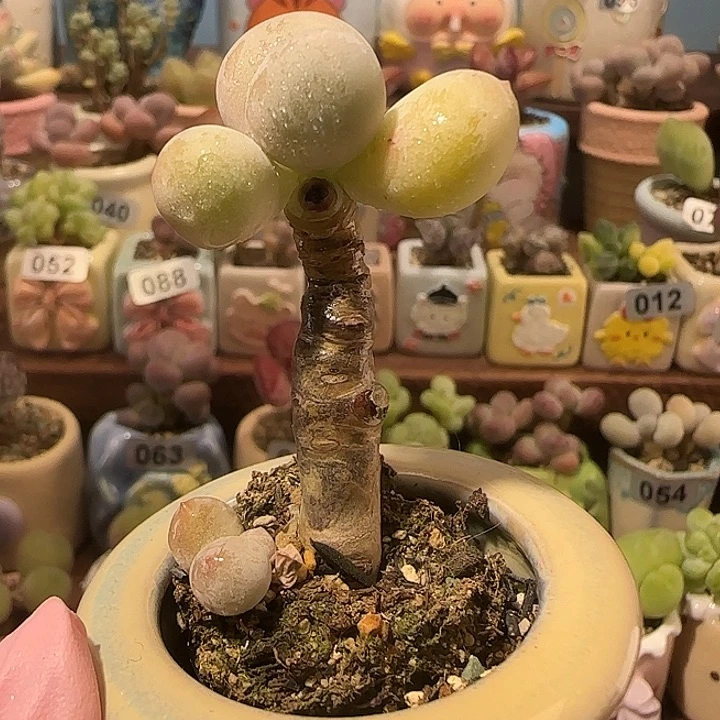 小****T蛋黄奶盆口2.5cm