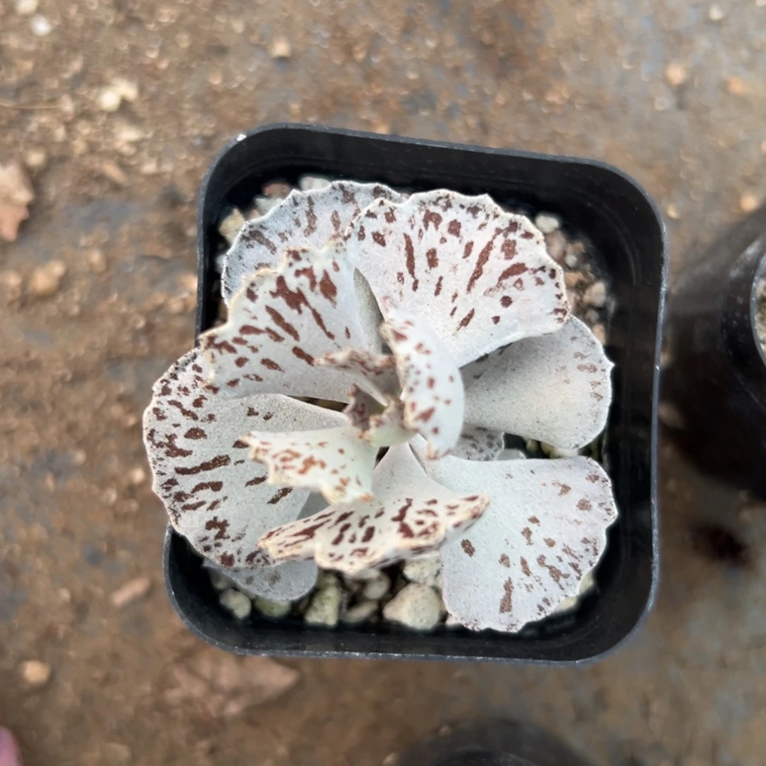 多肉植物中央音乐学院