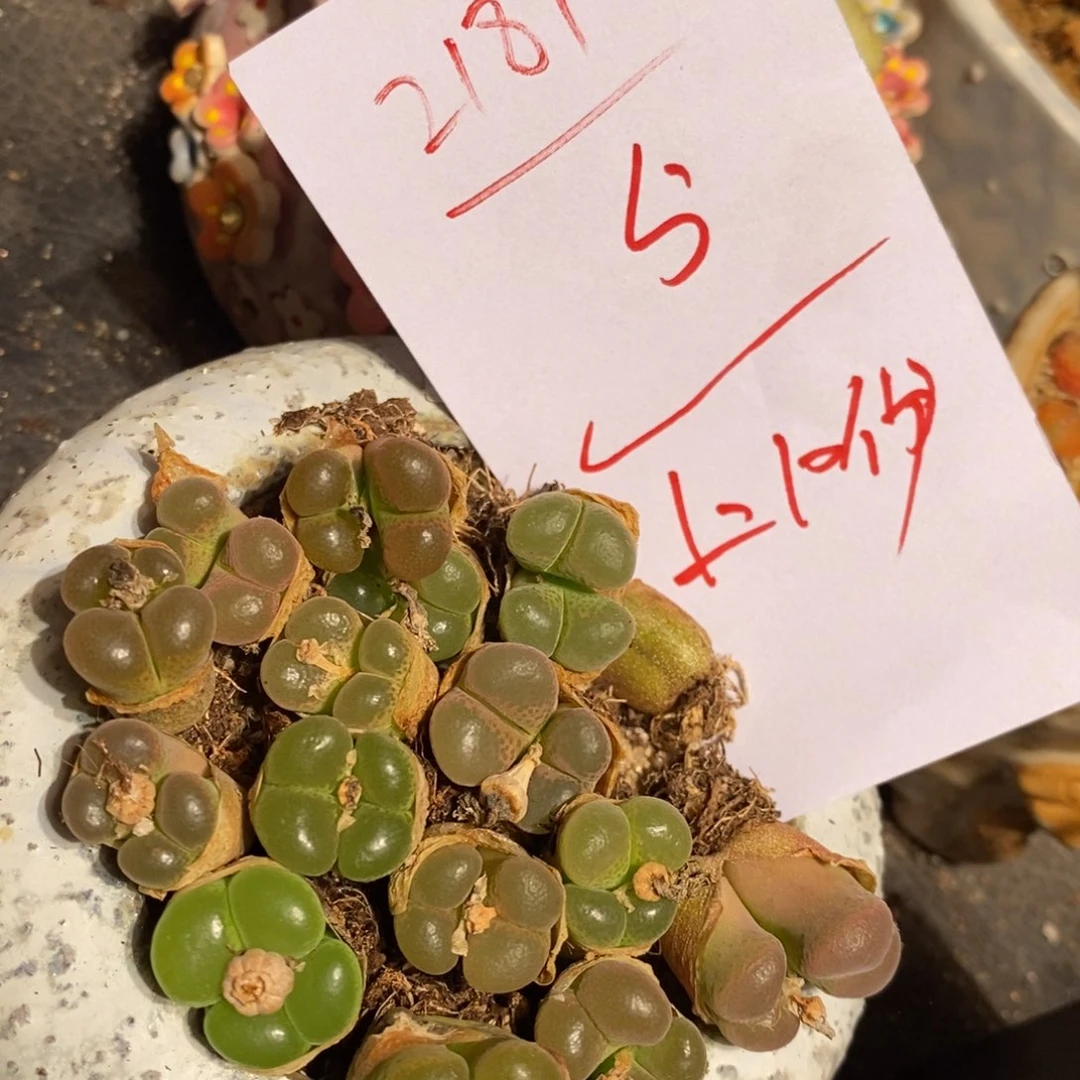 2189。    网格风铃一头。
