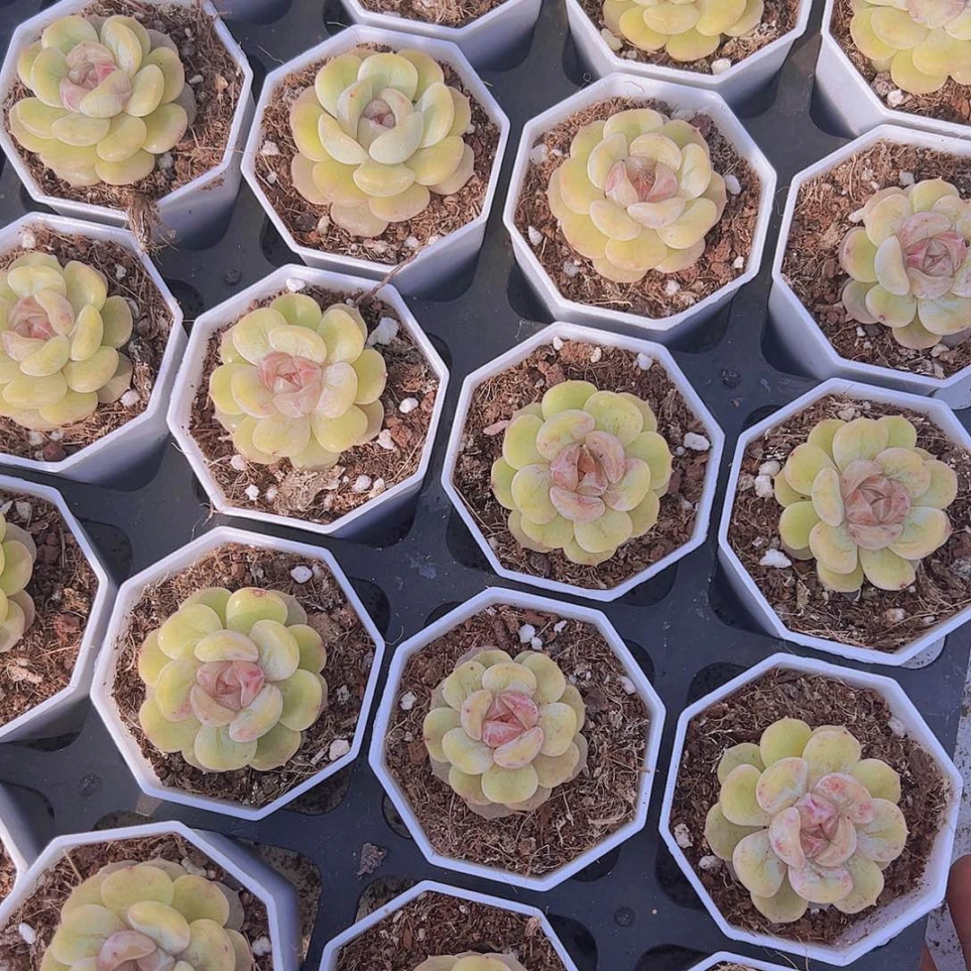 彩恋带盆带土19包邮