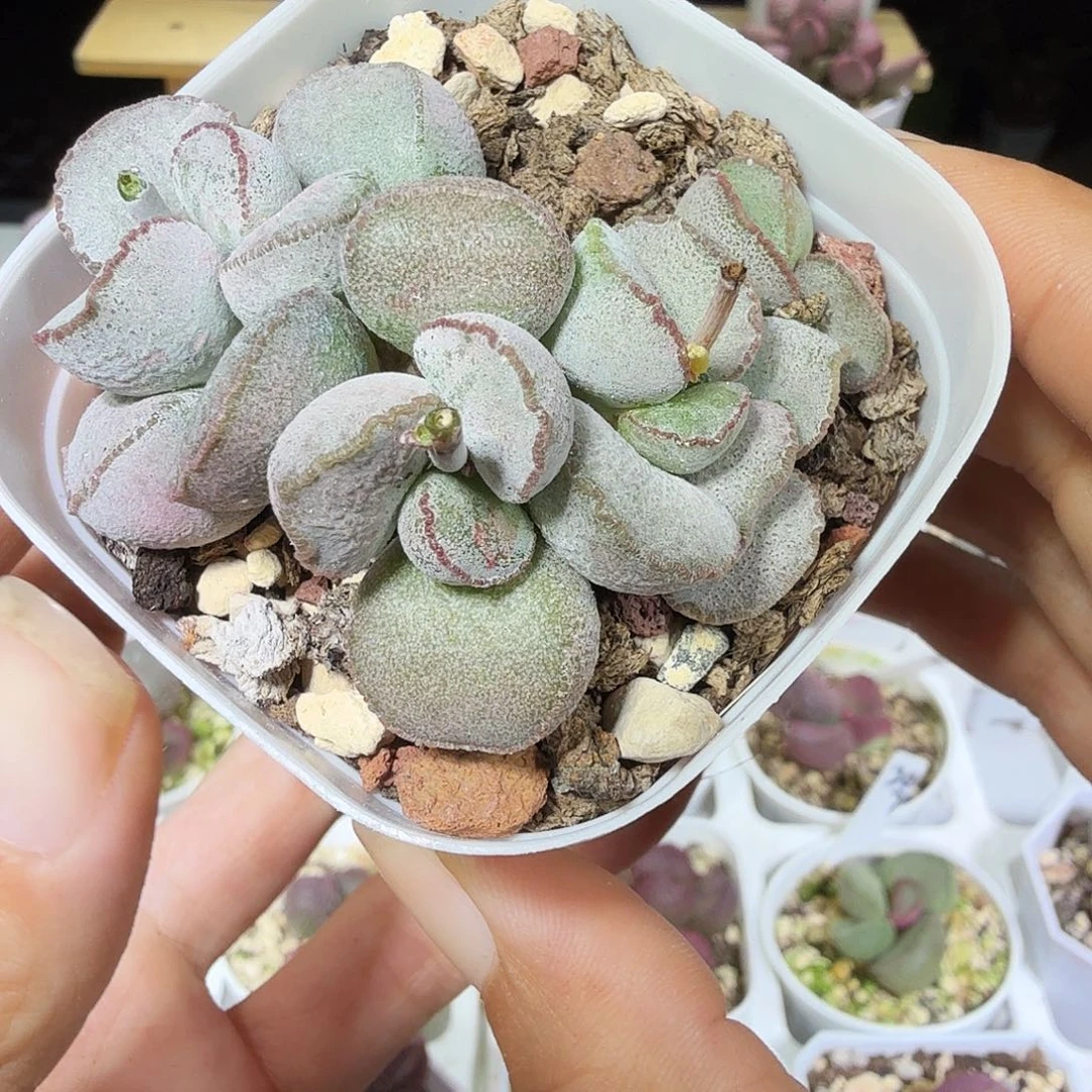 硬叶白蛋水泡多肉植物