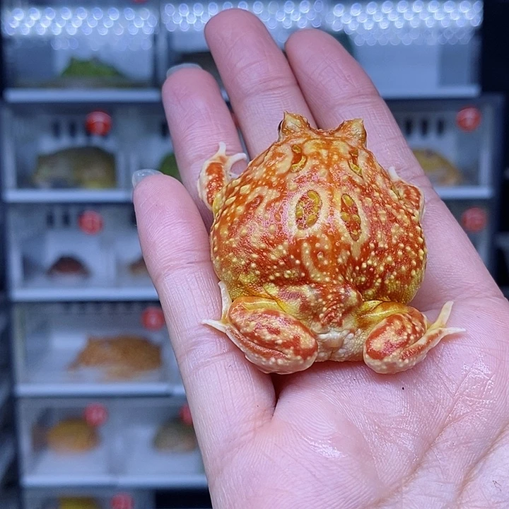 特价秒杀包邮特价
