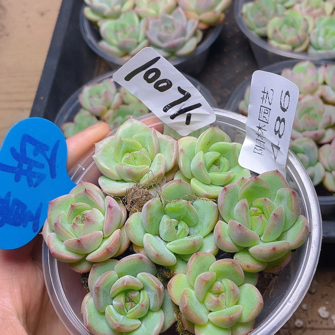 量拍多肉植物多肉植物486