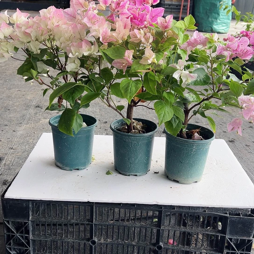 大部分花苞少量开放绿樱，广红英，章红英组合