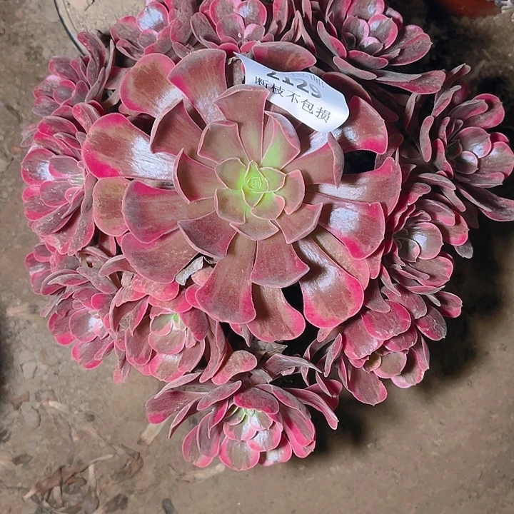 2129爱神多肉植物保护