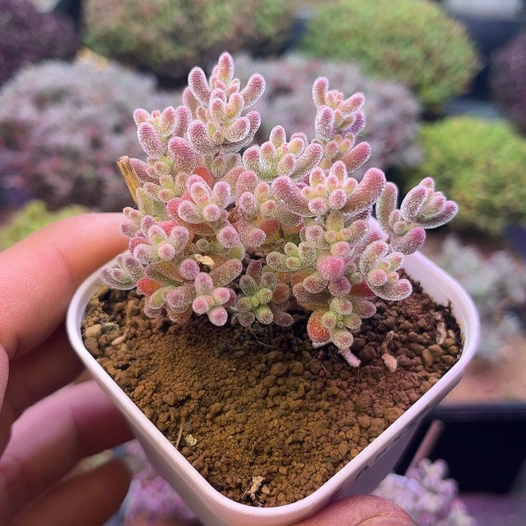 855优选冰晶枝干多肉