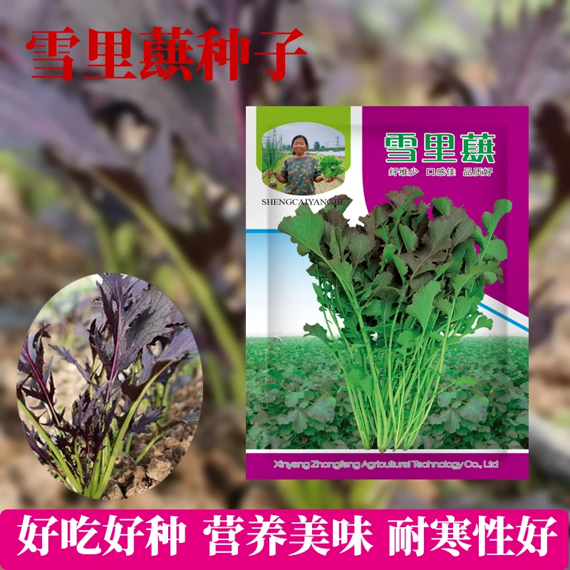 [杨姐推荐]耐寒紫叶雪里蕻蔬菜种子