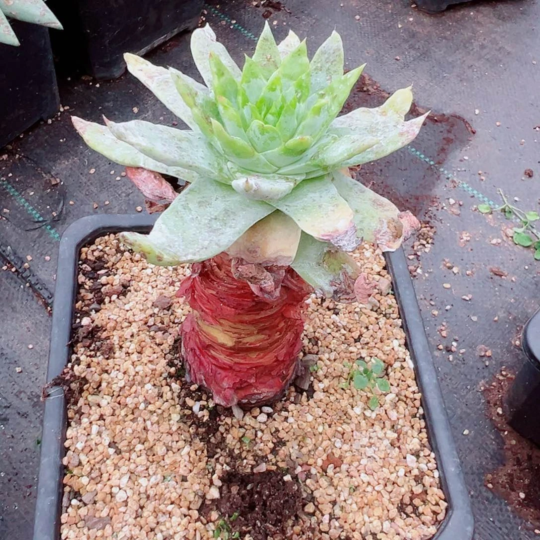 7965绿雪山仙女杯多肉