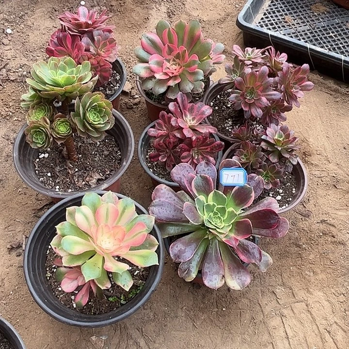 797多肉植物瑕疵特价，