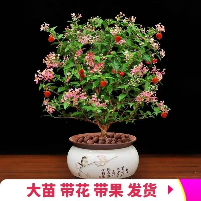 台湾李氏樱桃带菱形盆盆景老桩果树盆栽直发耐高温