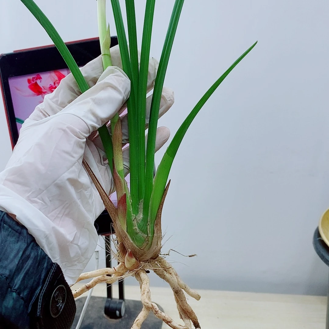 少量花朵（建议范围：2朵-5朵 或40%以下）