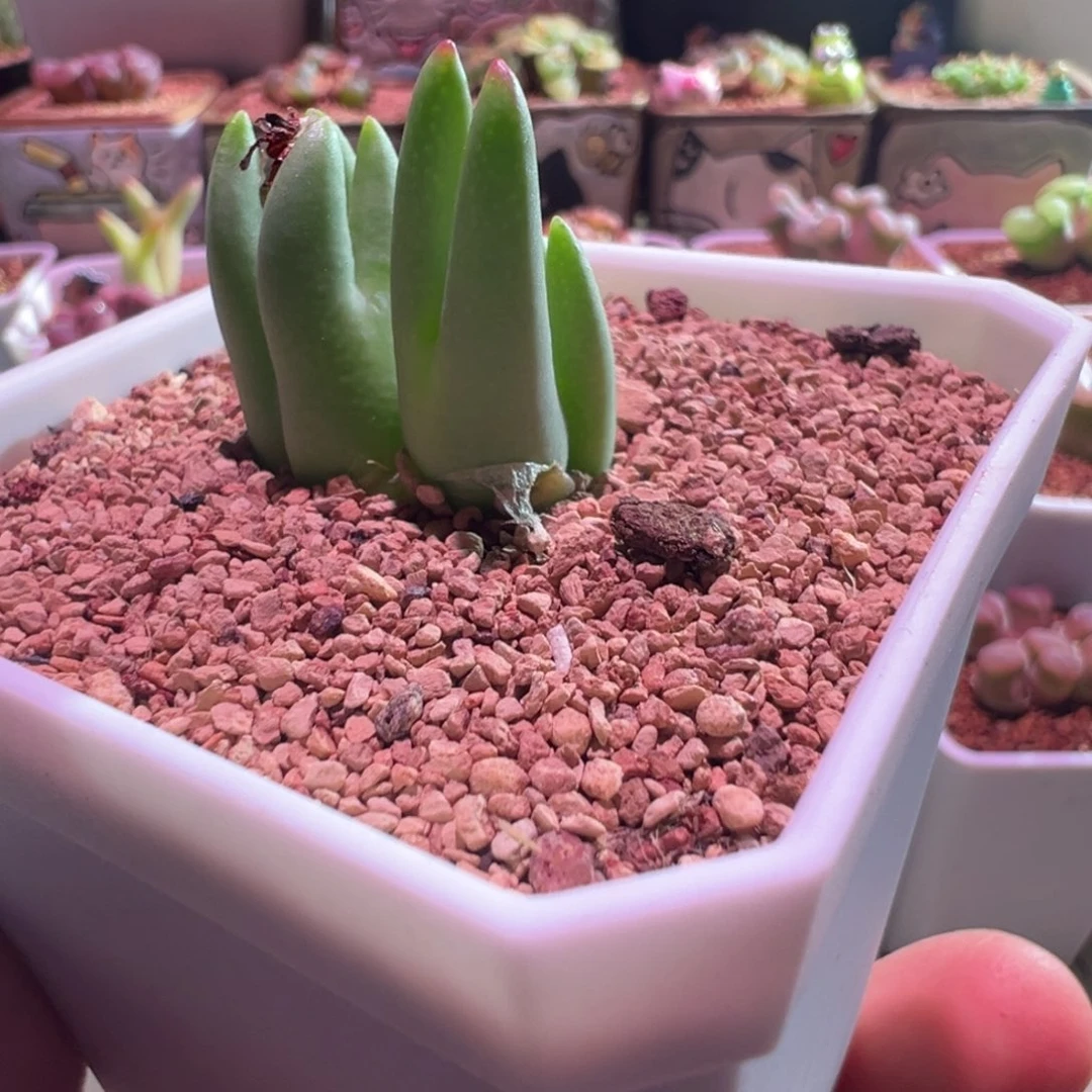 萌**萌0065，皮卡丘，肉锥植物