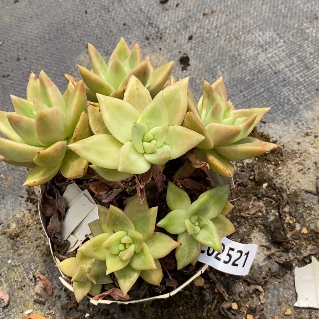 2521黄金表丽娜一物一拍