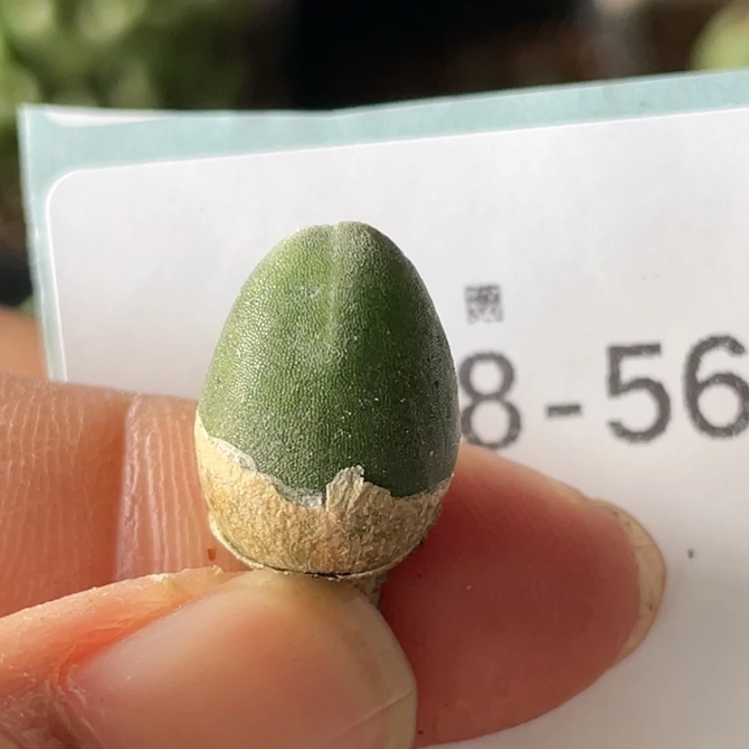 18-56哈默兔多肉植物