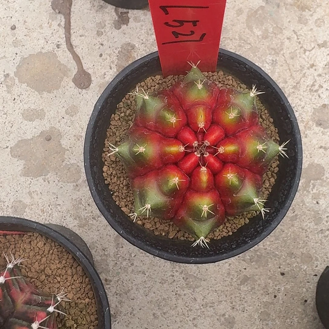 大***恋L527-1111广东发货 糖果对对碰