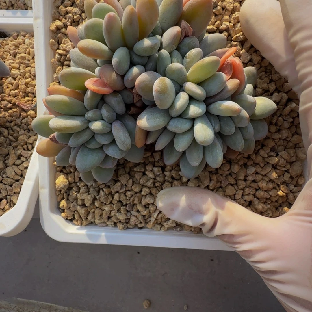 g g g g g g g g 53