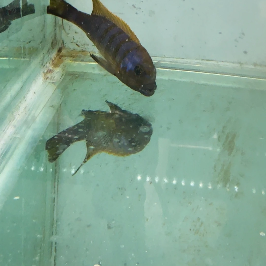 ****海水412资金麒麟。