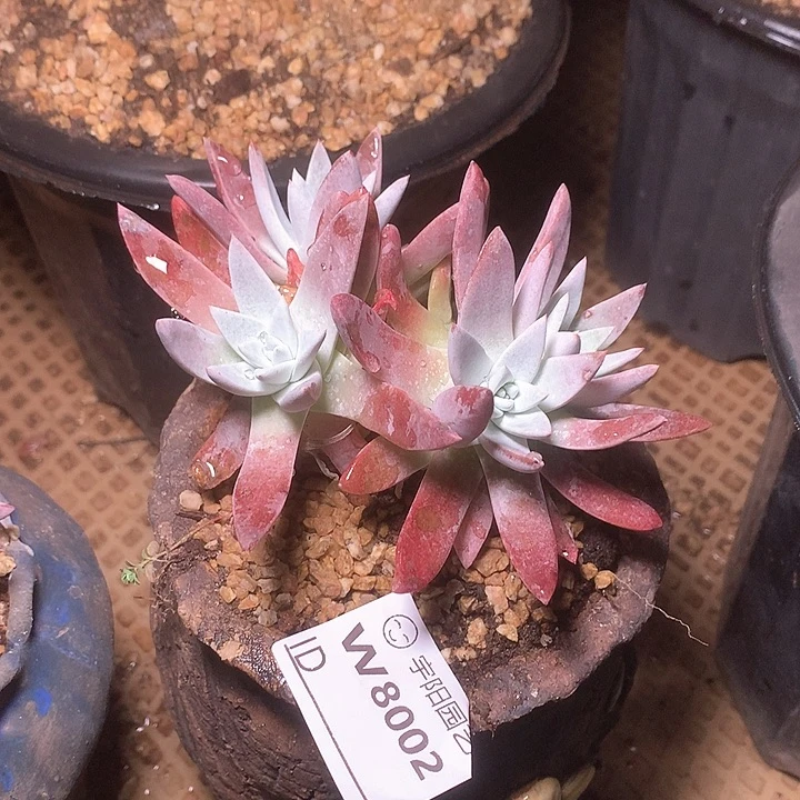 8002刘丹白菊仙女杯