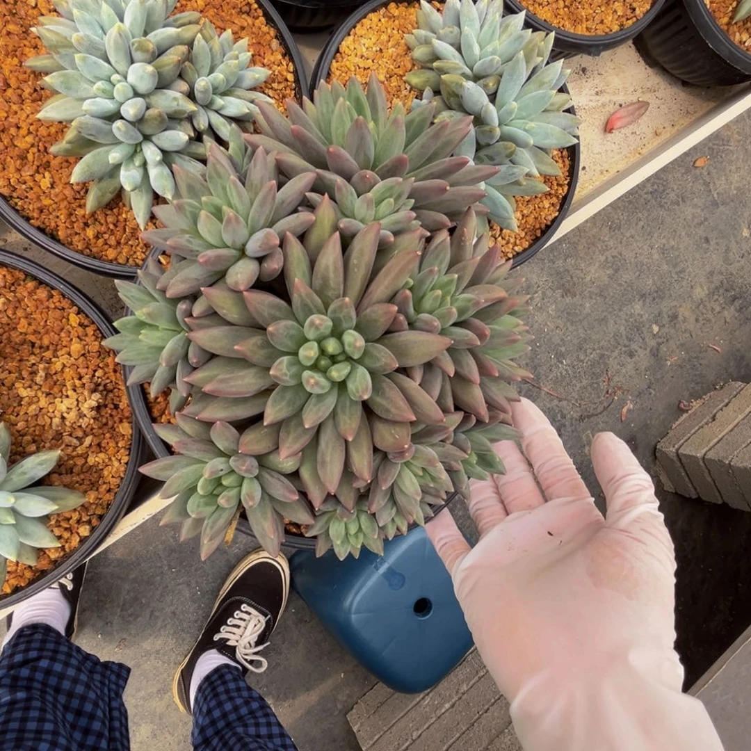 依***然b8红蜻蜓缀化呀呀呀呀