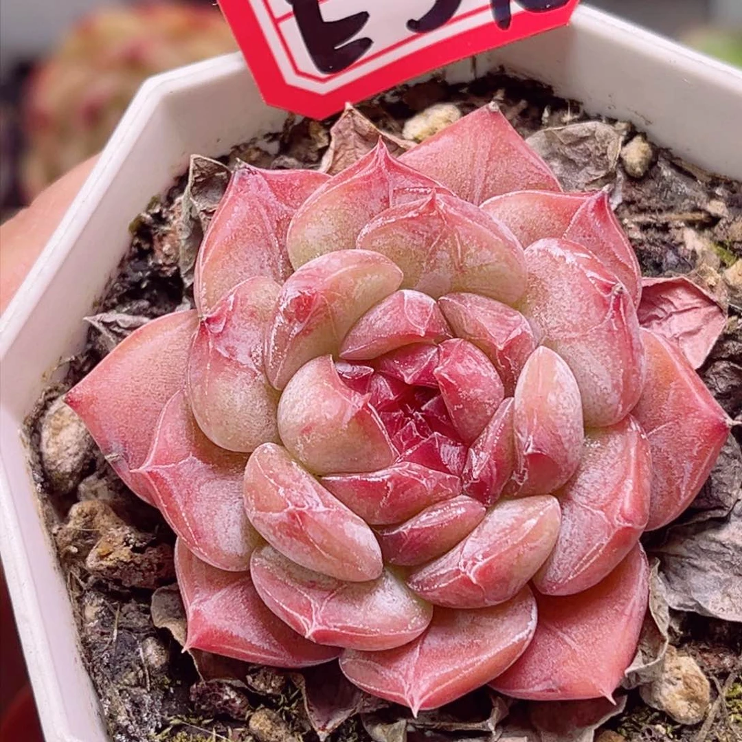 E578 流萤一物一拍