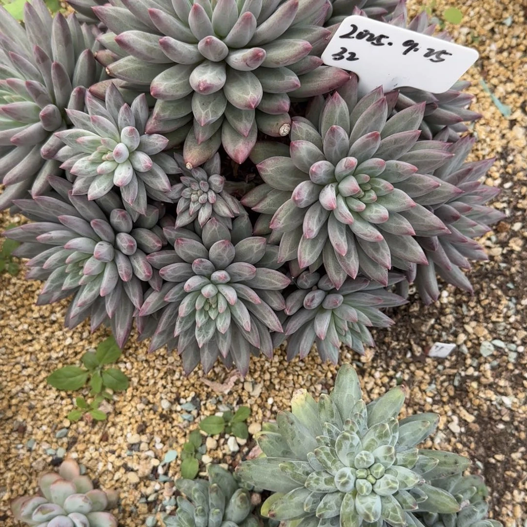 郅***台一物一拍车厘子捧花32