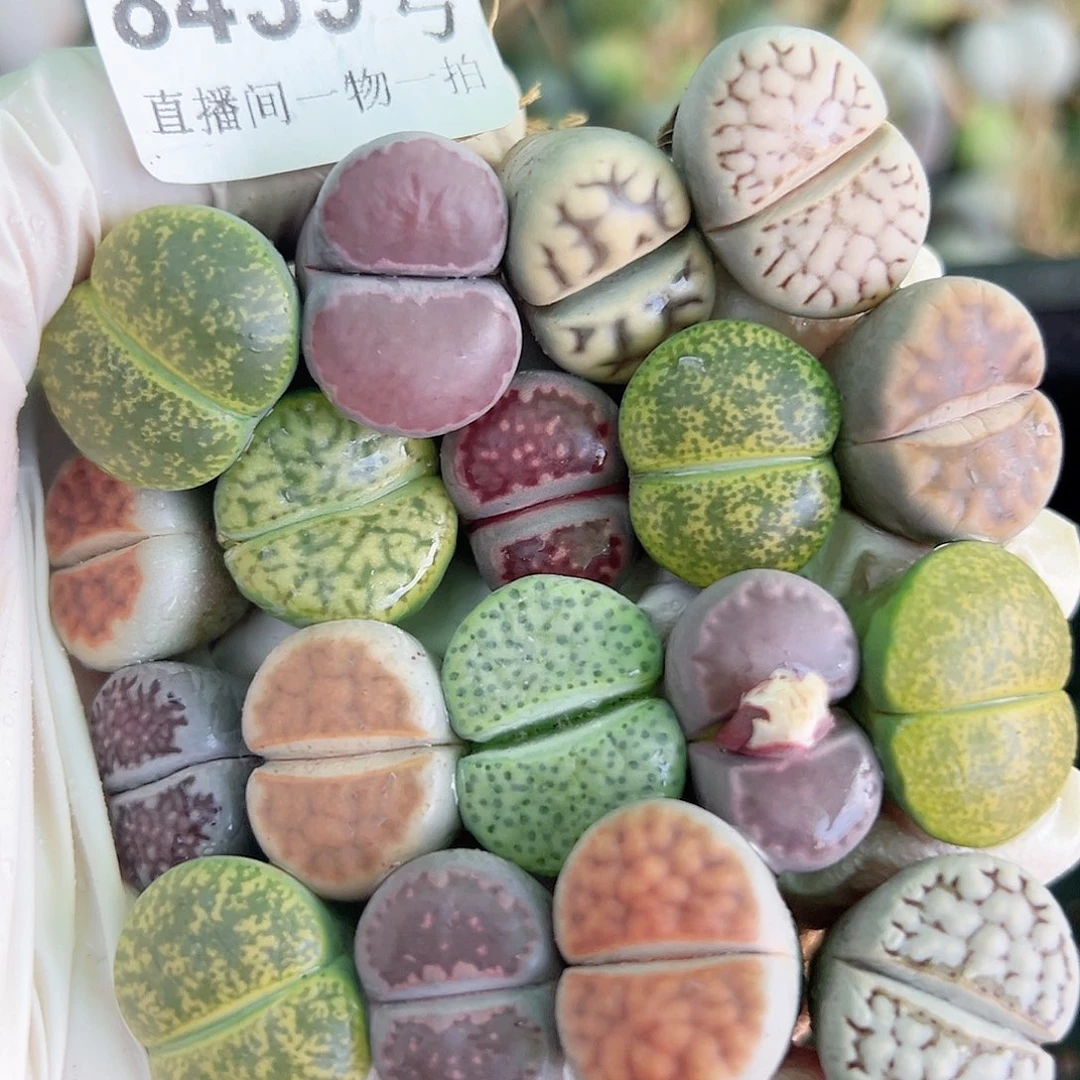 8439 好养易活生石花大母本18个