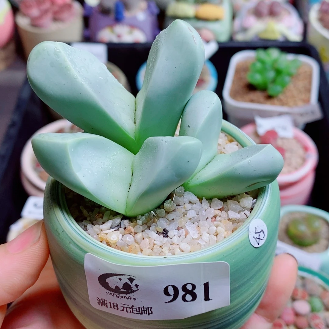 生石花花花花花花花981