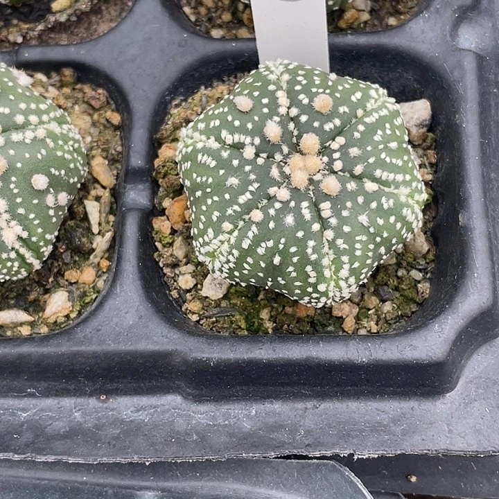 全部花朵小*花园兜336