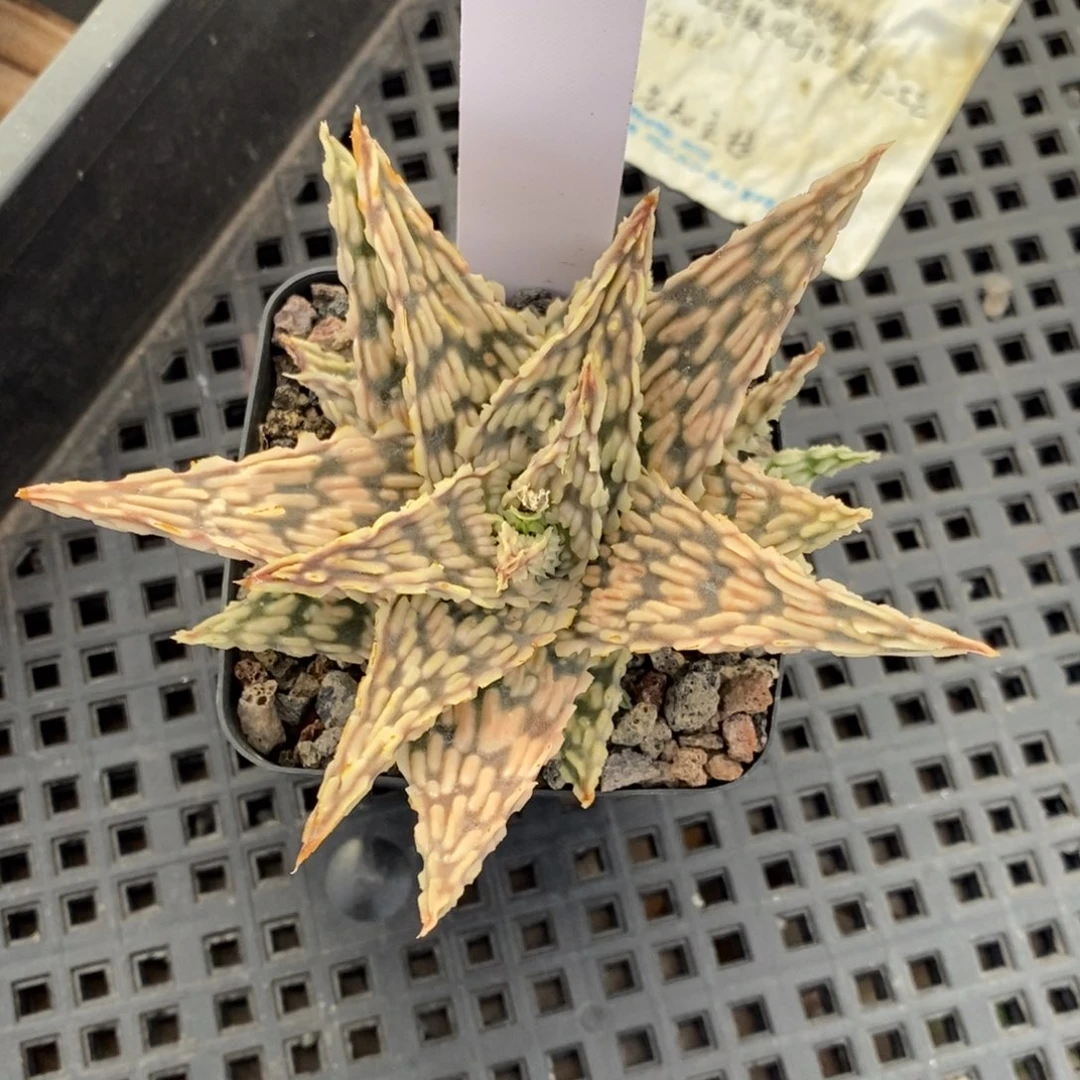 白**羊020243白羊园艺芦荟