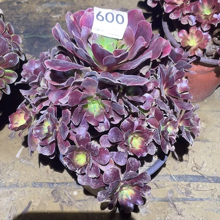 多肉植物断枝不包600美杜莎