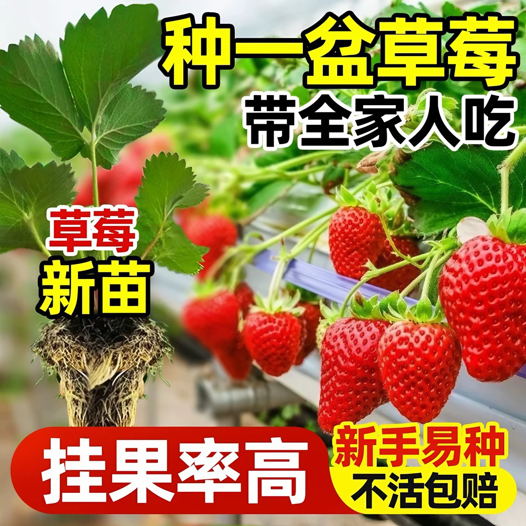 【穴盘种苗】6棵包邮 草莓苗四季盆栽阳台种植当年新苗南北方均可种