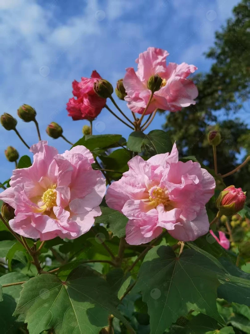 三醉芙蓉花苗木芙蓉年开花室外庭院种植花园绿化拒霜花苗