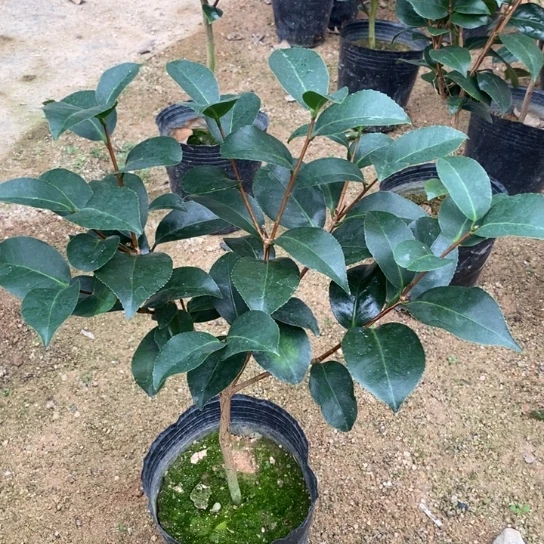 当前无花栽培后可以开花