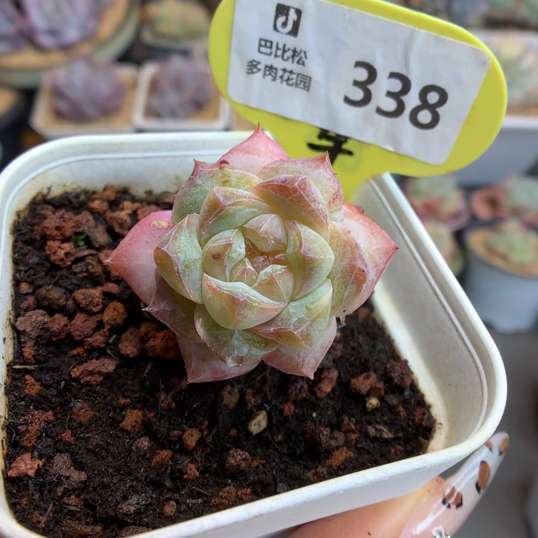338粉钻石化多肉植物