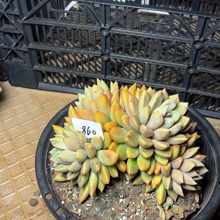 860/////////////////