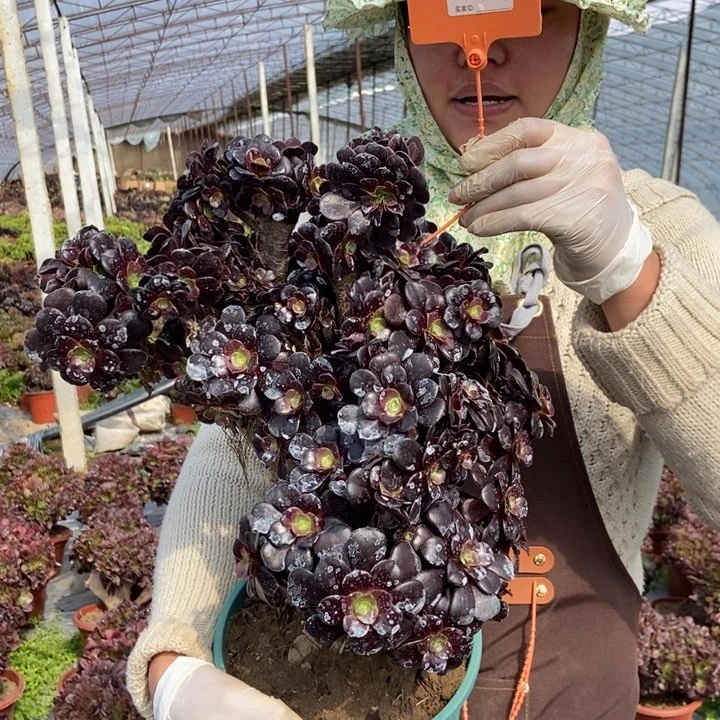 兰***7078欧紫缀化朵朵老桩