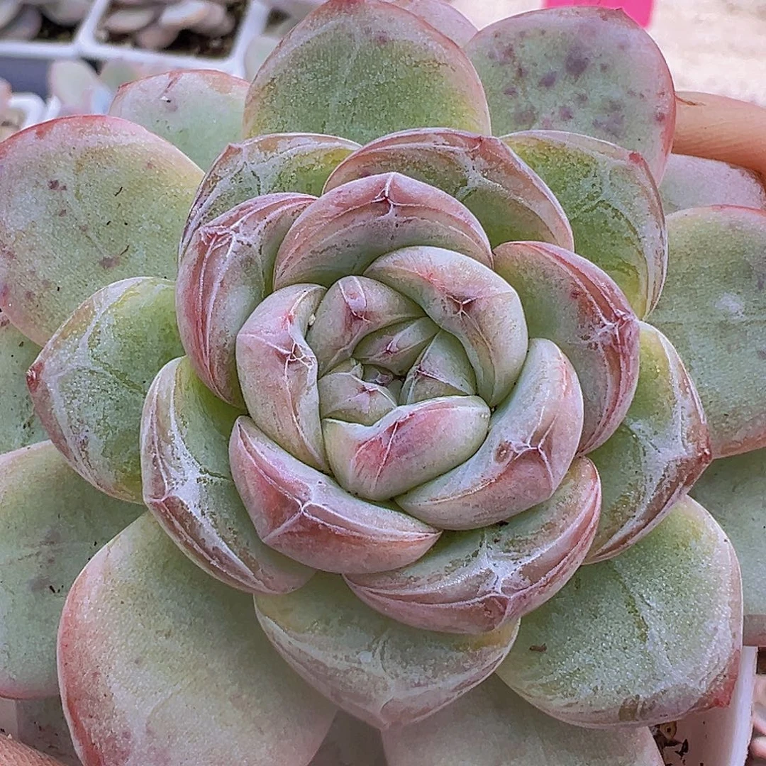 星星珍妮19包邮多肉