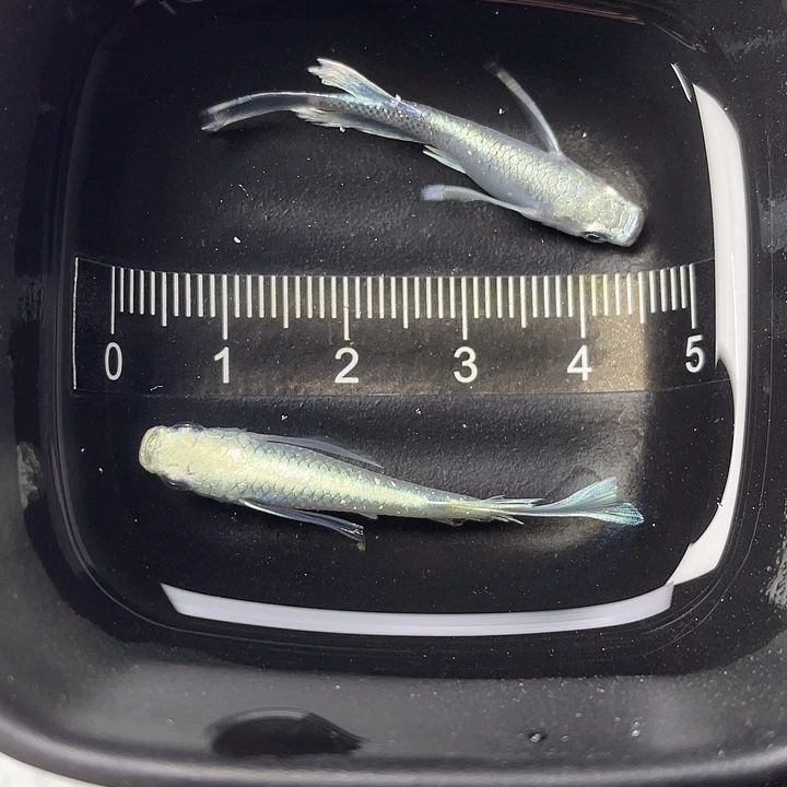 青鳉鱼天使之翼一对，16号，满15包邮，可叠单